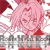 sakura in full bloom