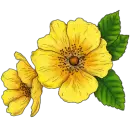 yellow