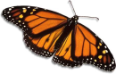 butterfly
