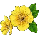 yellow