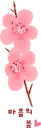 sakura