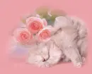 pink kitten rose