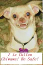 Edward Cullen chiwawa dog