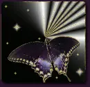 fly