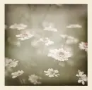 nice flowers