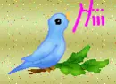 bird hiii