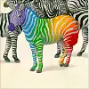 Rainbow Zebra