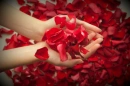petals of rose