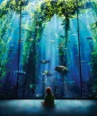 Child looking at aquarium