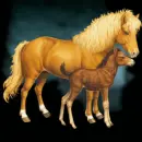 horses love