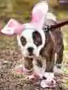 dog in a bunny suit 