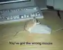 confused mouse