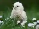 chick 