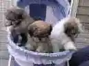 puppies 