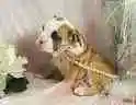 puppy 