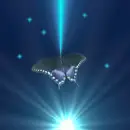 Fly