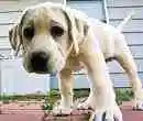 golden labrador