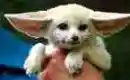 big eared fox