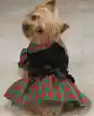 girly dog