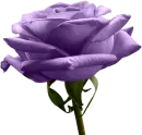 purple flower