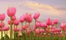 tulips