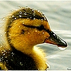 Ducky