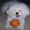 Basketball Dog