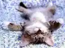 kitty