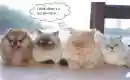 spy dog 