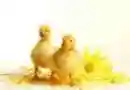 duckies 