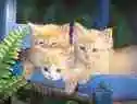 kittens 