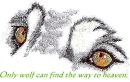 wolf eye