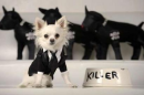 killer dog