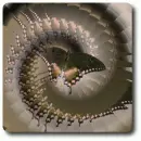 Illussion