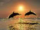 Dolphins Glitter at Sunset