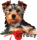 tracy puppy with rose