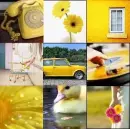 Yellow Collage