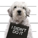i didn't do it