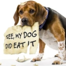 see, my dog did eat it