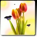 Tulip