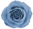 blue flower