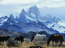 Wild horses