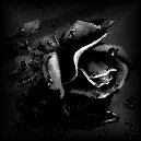 Black Rose
