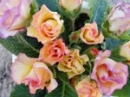 small pink rose 