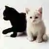 black and white kitty