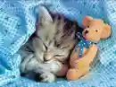 cat with teddy bear
