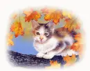 cute kitten
