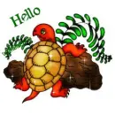 Turtle Hello