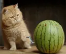 CAT WATERMELON GOFFERS