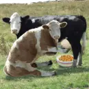 COW MILKING COW CEREAL